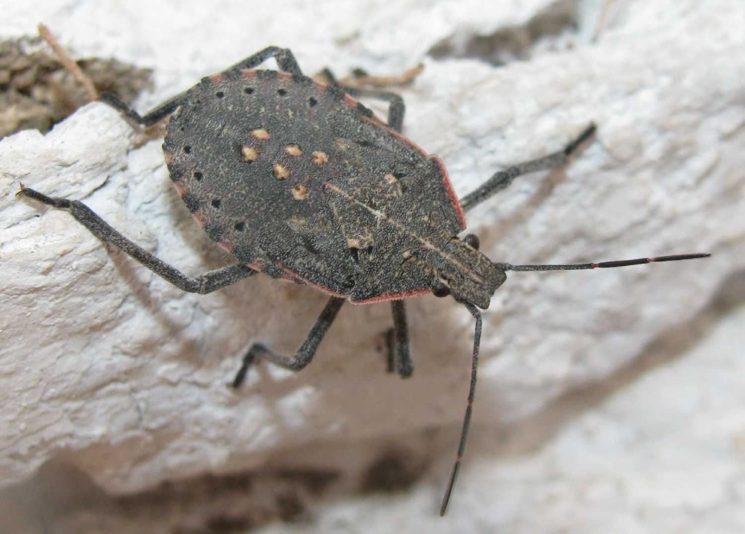 Giovane olimpica_Pentatomidae; Apodiphus amygdali